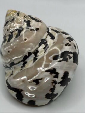 Mother of Pearl Shell Black cream, White Accents Nautical Beach Coastal Decor 3”